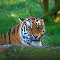 slides/IMG_6059.jpg wildlife, feline, big cat, cat, predator, fur, marking, amur, siberian, tiger WBCW14 - Amur Tiger